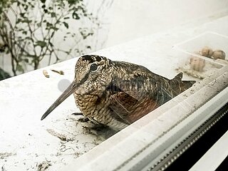 Waldschnepfe rastet auf einer Fensterbank im Stadtgebiet