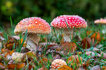 Fliegenpilze im Herbst in Schleswig