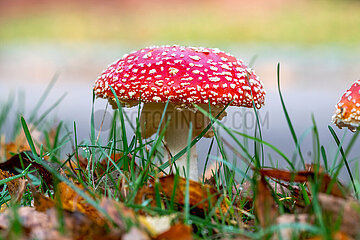 Fliegenpilz im Herbst in Schleswig