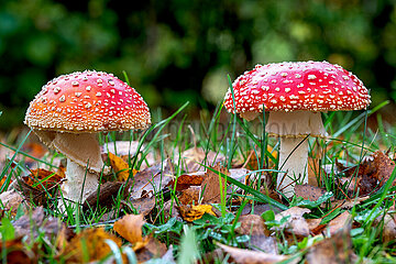 Fliegenpilze im Herbst in Schleswig