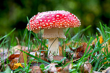 Fliegenpilz im Herbst in Schleswig