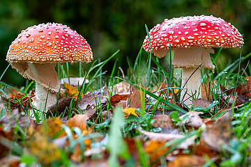 Fliegenpilze im Herbst in Schleswig