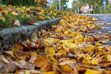 Nasses Herbstlaub am Rinnstein