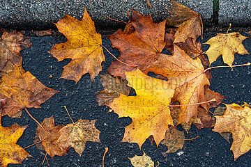 Nasses Herbstlaub am Rinnstein