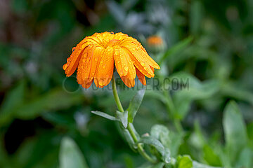 Ringelblume in Schleswig