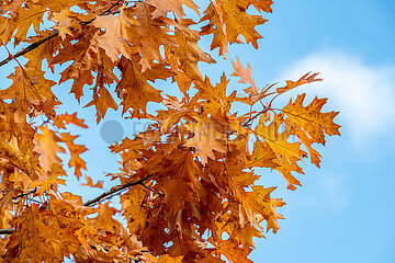 Herbstimpression in Schleswig - Scharlacheiche