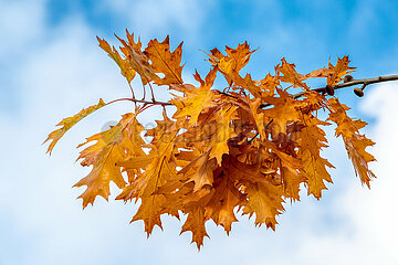 Herbstimpression in Schleswig - Scharlacheiche