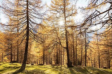 Eulenwiesen Wanderung im Stubaital in Tirol