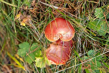 Eulenwiesen Wanderung im Stubaital in Tirol