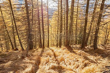 Eulenwiesen Wanderung im Stubaital in Tirol