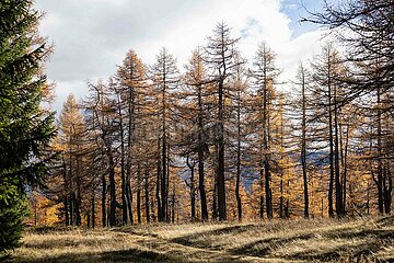 Eulenwiesen Wanderung im Stubaital in Tirol