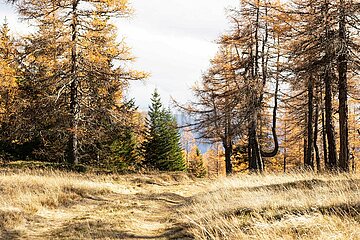 Eulenwiesen Wanderung im Stubaital in Tirol