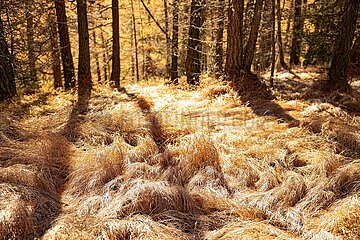 Eulenwiesen Wanderung im Stubaital in Tirol