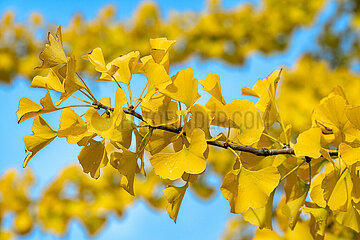 Gelbe Ginkgoblaetter an einem Ginkgobaum