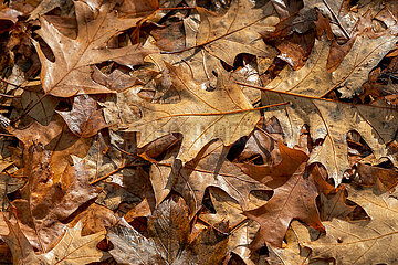 Herbstimpression in Schleswig - Scharlacheiche