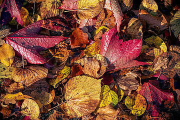 Herbstimpression in Schleswig