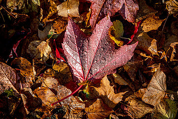 Herbstimpression in Schleswig