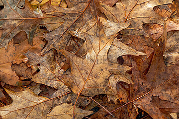 Herbstimpression in Schleswig - Scharlacheiche