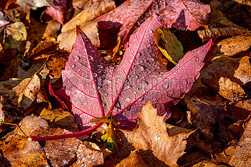 Herbstimpression in Schleswig