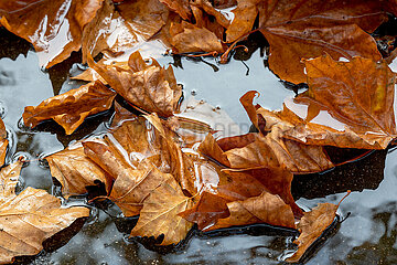 Herbstimpression in Schleswig