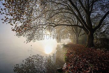 Goldener Herbst am Baldeneysee  Essen  Nordrhein-Westfalen  Deutschland