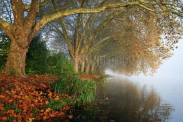 Goldener Herbst am Baldeneysee  Essen  Nordrhein-Westfalen  Deutschland