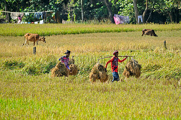 Harvesting of Navanna Paddy in Bangladesh