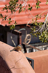 Brid. Morocco  March 2023