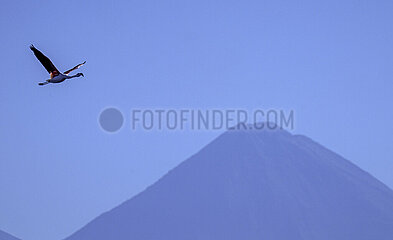 Flamingo im Flug