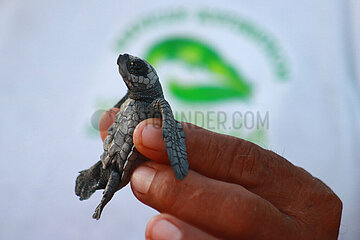Release of the Olive Ridley Turtle in Oaxaca