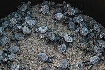 Release of the Olive Ridley Turtle in Oaxaca