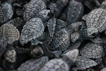 Release of the Olive Ridley Turtle in Oaxaca