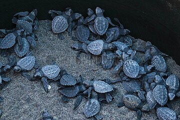 Release of the Olive Ridley Turtle in Oaxaca