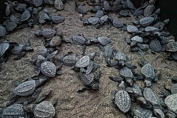 Release of the Olive Ridley Turtle in Oaxaca