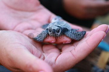 Release of the Olive Ridley Turtle in Oaxaca