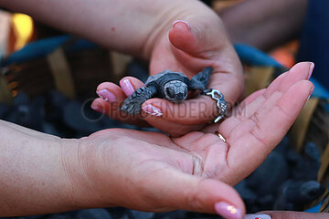 Release of the Olive Ridley Turtle in Oaxaca