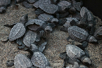 Release of the Olive Ridley Turtle in Oaxaca