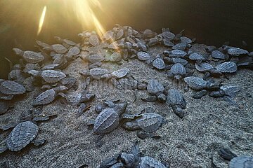 Release of the Olive Ridley Turtle in Oaxaca