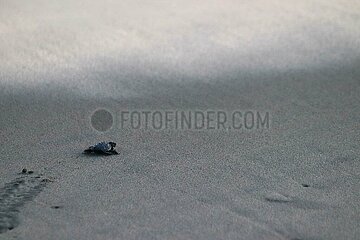 Release of the Olive Ridley Turtle in Oaxaca