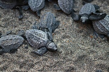 Release of the Olive Ridley Turtle in Oaxaca