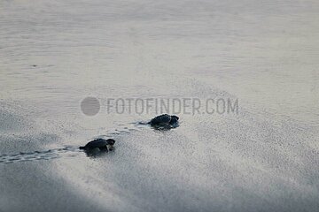 Release of the Olive Ridley Turtle in Oaxaca