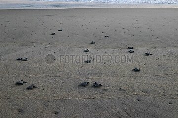 Release of the Olive Ridley Turtle in Oaxaca