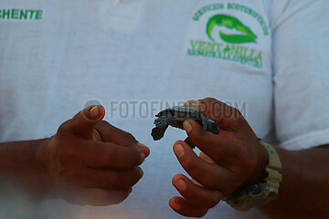 Release of the Olive Ridley Turtle in Oaxaca