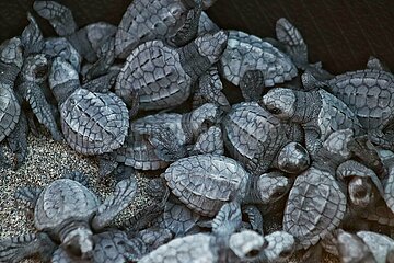 Release of the Olive Ridley Turtle in Oaxaca