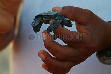Release of the Olive Ridley Turtle in Oaxaca