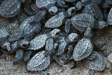 Release of the Olive Ridley Turtle in Oaxaca