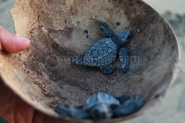 Release of the Olive Ridley Turtle in Oaxaca