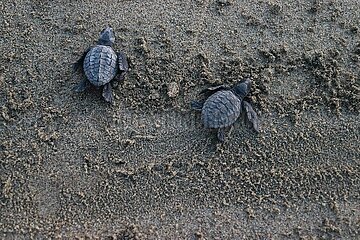 Release of the Olive Ridley Turtle in Oaxaca