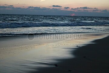 Release of the Olive Ridley Turtle in Oaxaca