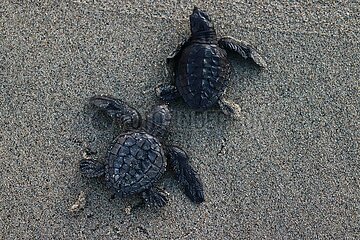 Release of the Olive Ridley Turtle in Oaxaca